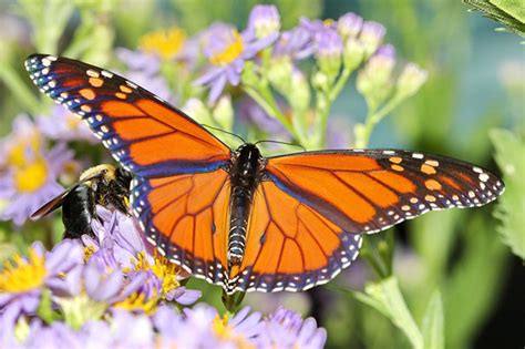 Butterflies have many different sizes and colors. Where Do Monarch Butterflies Live?