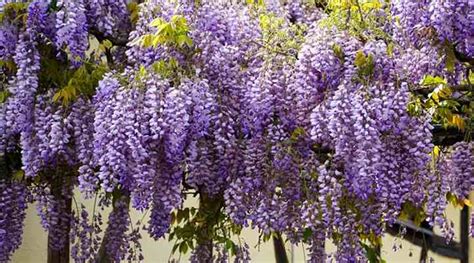 19 Purple Flowering Shrubs With Pictures Identification Guide