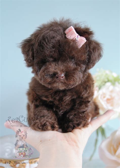 Tiny Toy Poodle Puppies For Sale Teacups Puppies And Boutique