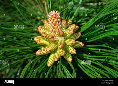 Coniferous Flower Hi Res Stock Photography And Images Alamy