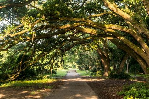 Charleston Tea Garden Wadmalaw Island All You Need To Know Before