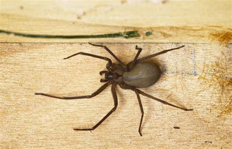 The Spider Showdown Brown Recluse Vs Wolf Spider Get The Facts