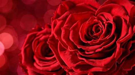 Trova le migliori immagini gratuite di fiori 4k. Top 100+ Sfondo Fiori Rossi - sfondo