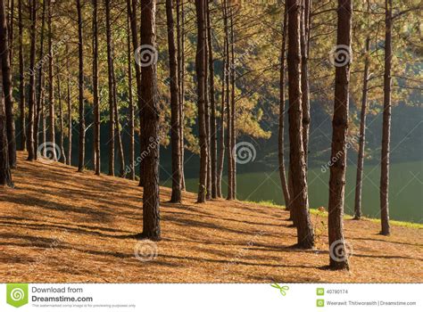 Sun Rise At Pang Ung Pine Forest Stock Photography