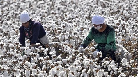 The implications of a ban 'would be enormous' in beijing, one. More than half a million people forced to pick cotton in ...