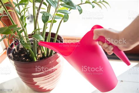 Woman Waters Plant In Red Pot With Pink Watering Can Stock Photo