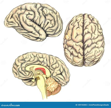 Human Brain Side View View From Above And Viewed Through A Mid Line