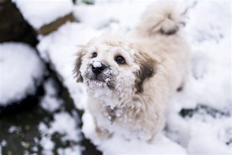 Free Images Outdoor Snow Cold Winter Puppy Animal Cute Pet