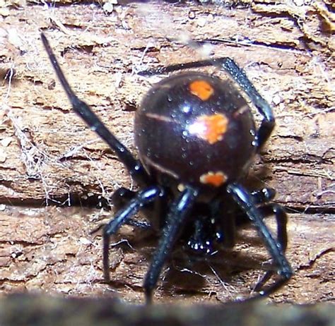 Latrodectus Variolus Bugguidenet