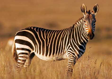 Mountain Zebra