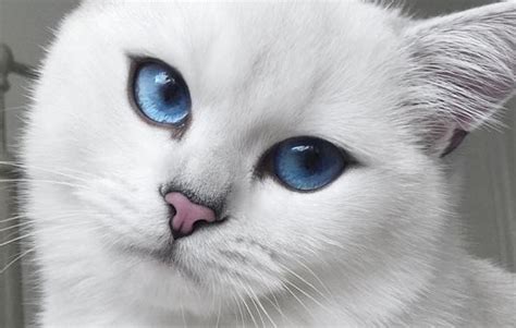 This Cat Has The Most Beautiful Eyes We Love Cats And Kittens