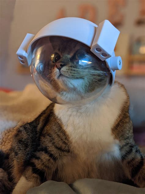 Psbattle A Cat Wearing An Astronaut Helmet Rphotoshopbattles