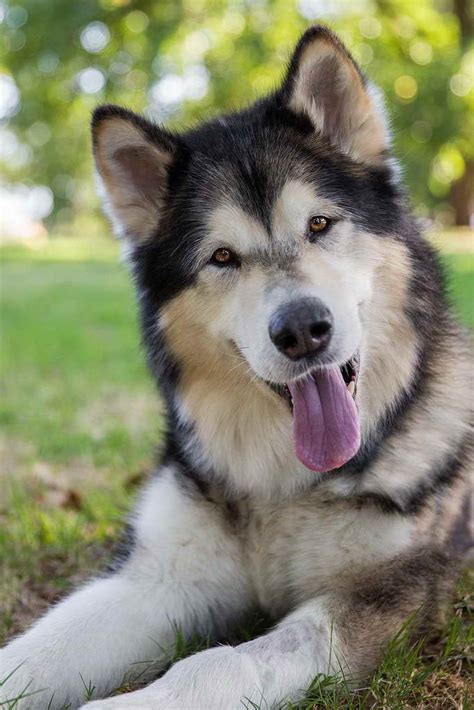 Puppy ownership is more popular than ever as people have come to. Alaskan Husky For Adoption | Pets and Dogs