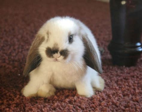 Very Cute Baby Bunnies