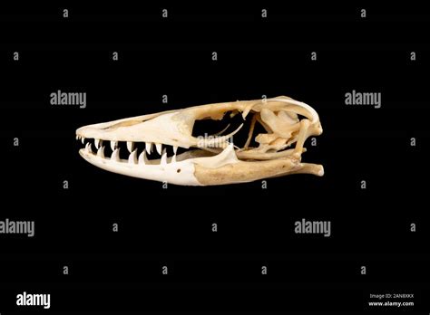 Varanus Salvator Skull Hi Res Stock Photography And Images Alamy