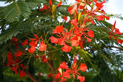 Free Photo Red Flowering Tree Flowers Tree Petals Free Download