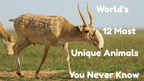 Worlds 12 Most Unique Animals You Never Know Youtube
