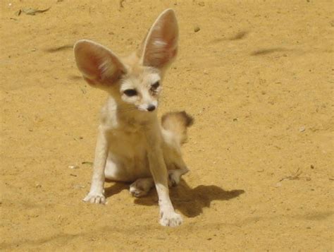 To my mind, the most popular pets in big cities are cats and little dogs, because it's convenient to keep them in a flat. Animal You: Fennec Fox