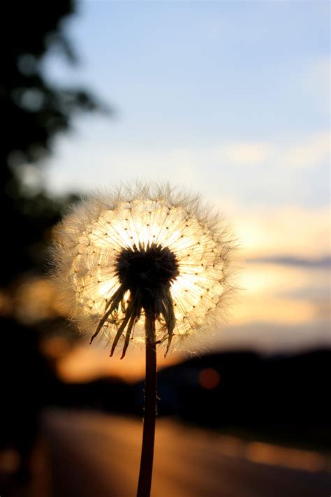 I Am Incredibly Proud Of This Shot Dandelions Are One Of My Favorites