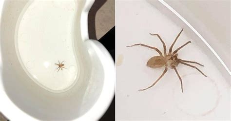 Venomous Brown Recluse Spider Pulled From Missouri Womans Ear Good