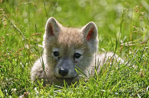 Arctic Wolf Pup By Michael Cummings