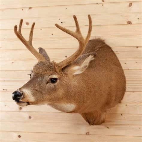 Excellent 6 Point Whitetail Buck Deer In Velvet Taxidermy Shoulder Mou