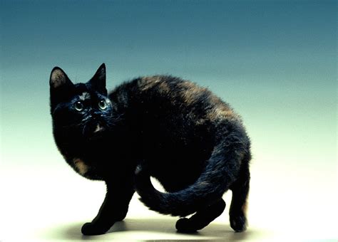 American wirehair cat is a cat race that is born from a spontaneous genetic mutation of cats that black and white american wirehair cat pictures. American Wirehair Cat Personality, Characteristics and ...