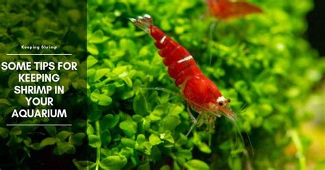 Some fish types require extra care but let's dig into this. Keeping Shrimp in Your Aquarium and How to Take Care of ...