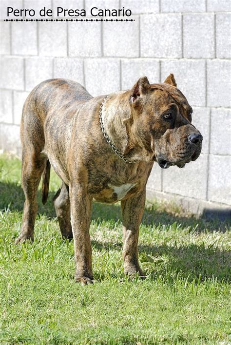 Check out the american kennel club's list of smallest dog breeds, including the chihuahua, pomeranian, maltese, and more. Perro de Presa Canario Information and Pictures - PetGuide ...
