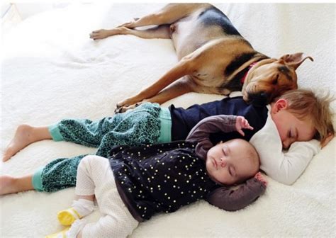 Famous Puppy And Toddler Have A New Napping Friend