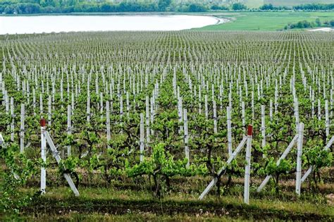 Premium Photo Growing Vineyards In Moldova