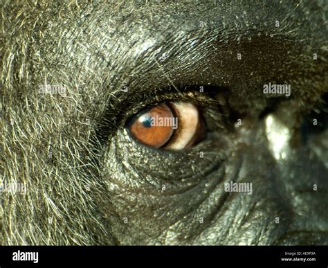 Close Up Of A Gorilla S Eye Stock Photo Alamy