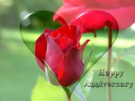 Red Rose For Happy Marriage Anniversary Wishes Cards Festival Chaska