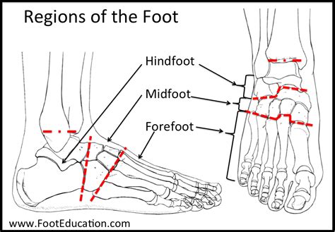 Anatomy Of The Foot And Ankle Orthopaedia Foot And Ankle