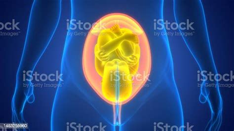 Human Fetus Baby In Womb Anatomy Stock Photo Download Image Now