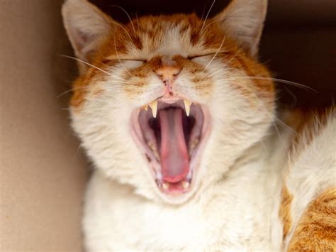How Many Teeth Should A Cat Have Cat Meme Stock Pictures And Photos