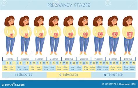 Pregnant Belly Month By Month Chart