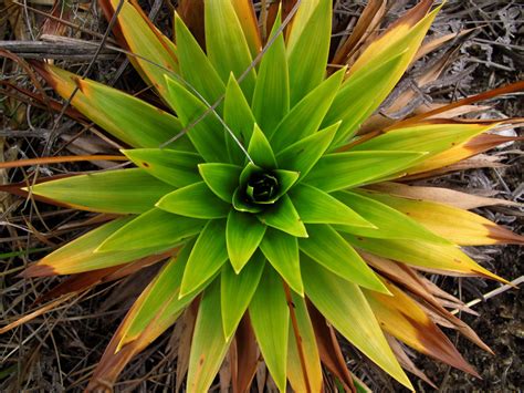 Plant S Often Show Use Of Geometry Geometry In Nature Patterns In