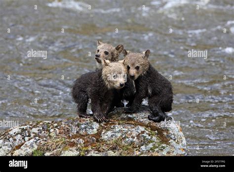 Bear And Triplets Hi Res Stock Photography And Images Alamy