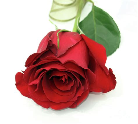 Beautiful Red Roses Roses Photo 34610975 Fanpop