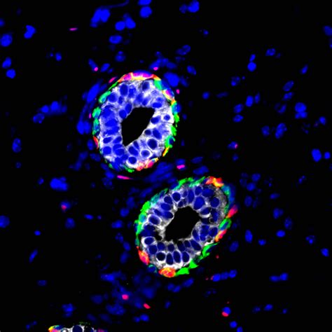 Immune Cell Provides Cradle For Mammary Stem Cells