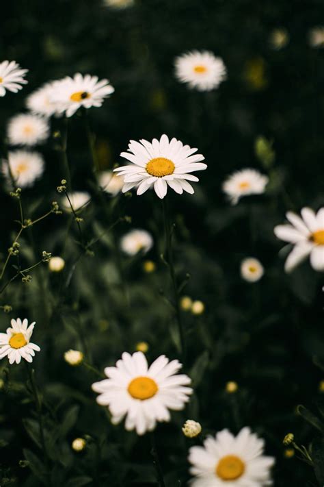 Daisy Aesthetic Computer Wallpapers Top Free Daisy Aesthetic Computer