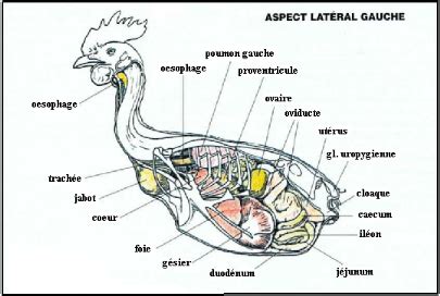 Memoire Online Appareil digestif de la poule particularitès anatomo