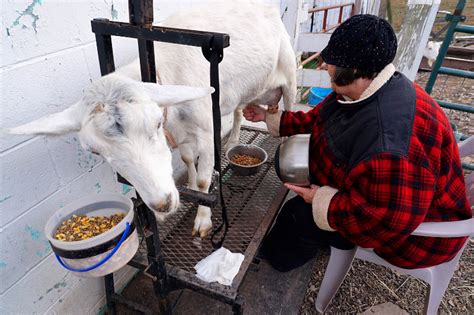 Judy Milking Goat Winter Hobby Farms