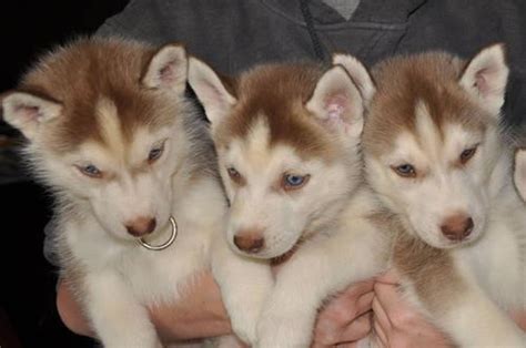 To reserve a husky puppy through our website email us for payment options. AKC Siberian Husky Pups *Ready to go now!!* for Sale in ...