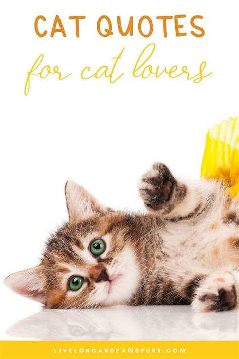 20 Cat Quotes That Will Melt Your Heart Cat Quotes Inspirational Cat
