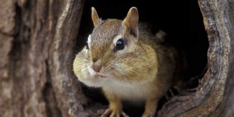 Yes Theres An Increased Population Of Chipmunks How To Keep