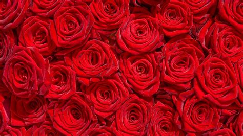 2560x1440 Red Rose Flower Garden Wallpaper Data Rose Wallpaper Hd