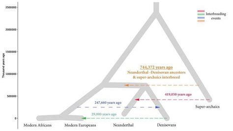 Denisova, Néandertal et les super-archaïques- Hominidés | Évolution humaine, Archaique, Homme de ...