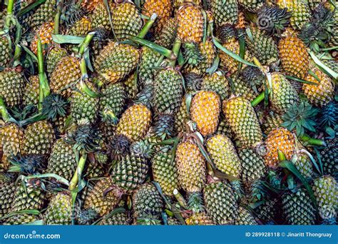 A Big Pile Of Just Harvested And Ripen Pineapplesfresh Pineapples Sold In Asian Traditional